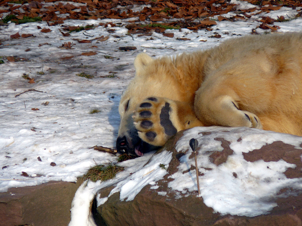 Eisbär Rasputin im Zoo Nürnberg