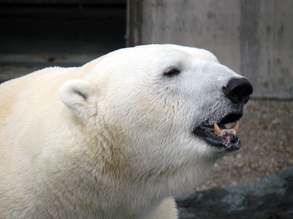 eisbär anton