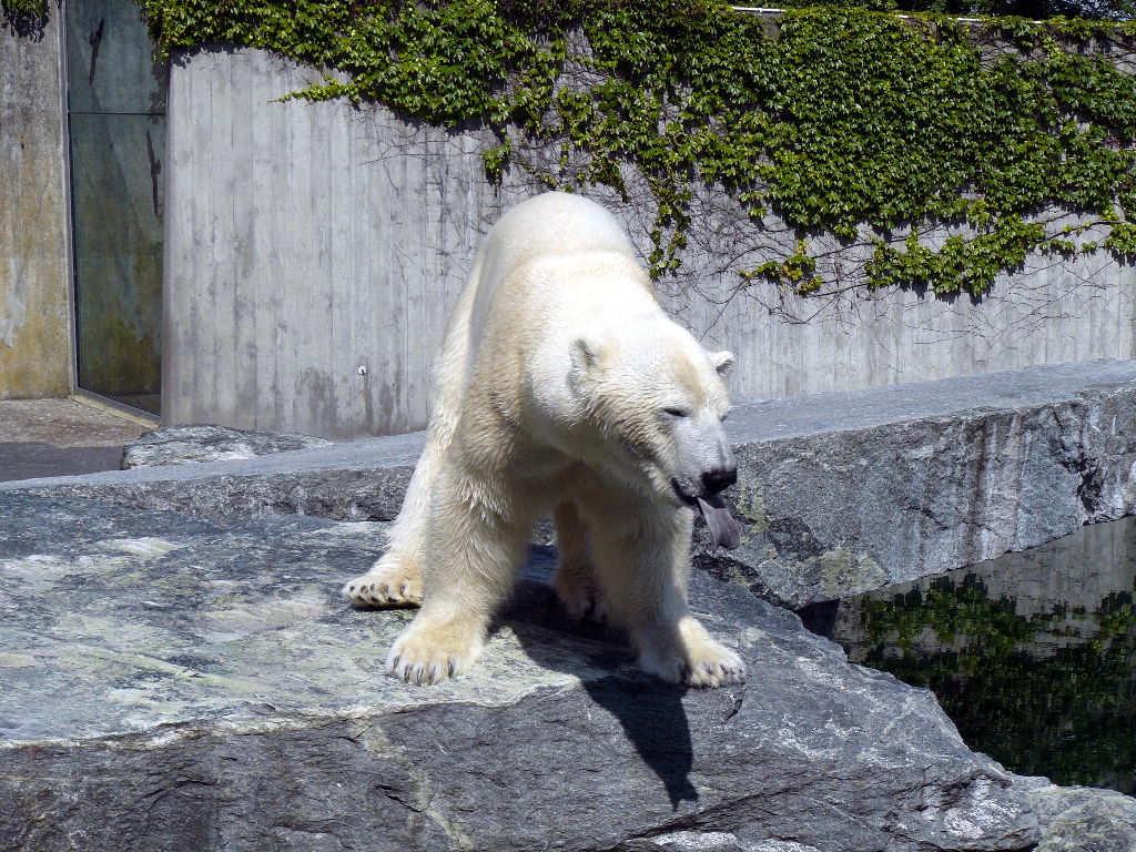 Anton im Zoo Stuttgart