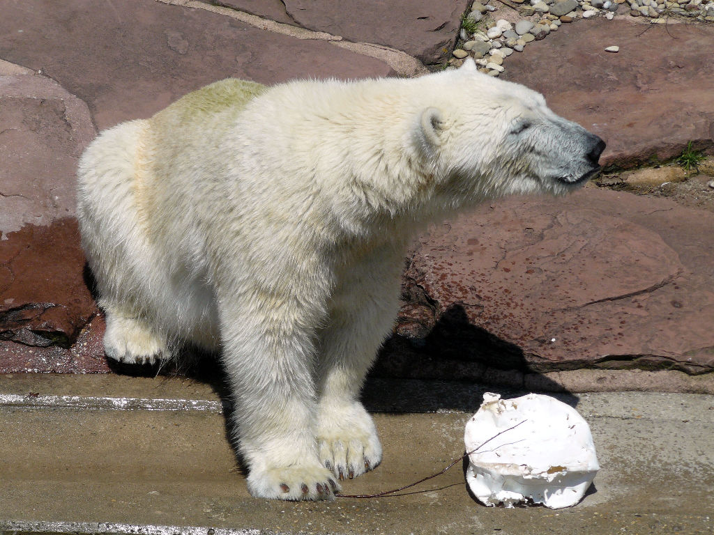 Eisbär Flocke